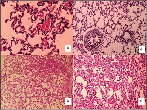 Lung Tissue Morphology In The Rat In Acute And Sub Chronic Period A Download Scientific