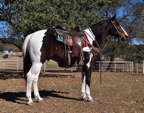 Super Gentle 4 Yr Black & White Paint Ranch Gelding | Aqha horses, Horses, American paint horse