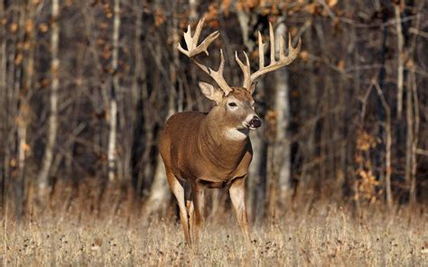 Deer Background