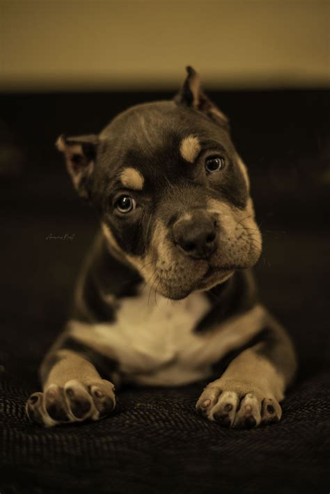 American Bully Puppy | American bully, Pitbull dog breed, Beautiful dog breeds