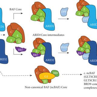 Three Types Of SWI SNF Assembly Processes A BAF ARID1 And BAF Core