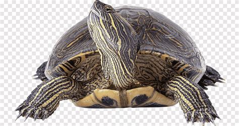 Коробка черепахи Рептилия Красноухая ползунки Обычная щелкающая ...