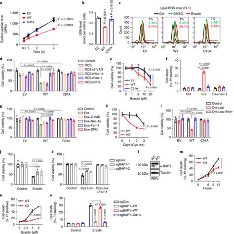 BAP1 Suppresses SLC7A11 Mediated Cystine Uptake And Promotes