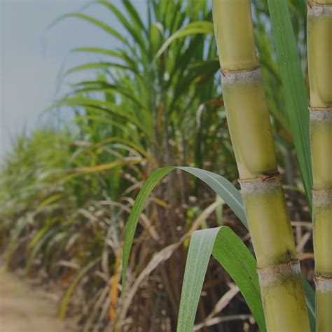 Anticipated Surge In Global Sugar Prices 2023 The Smart Cube Insights