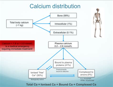 11 Lecture 70 BC Calcium Phosphate And Magnesium Homeostasis