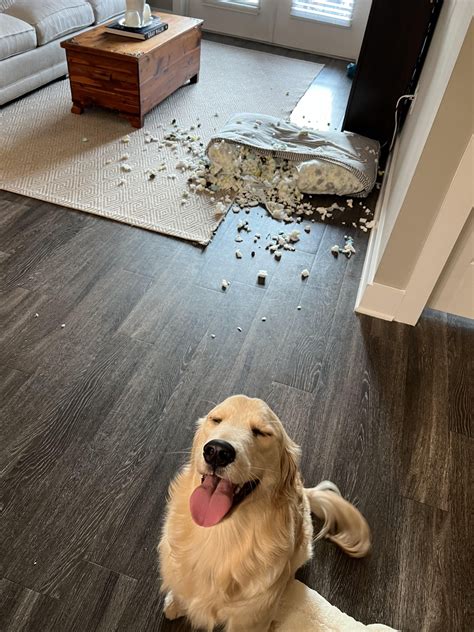 She’s innocent she swears : r/GuiltyDogs