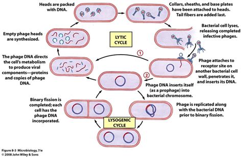 VIral Cycles - The Hot Zone