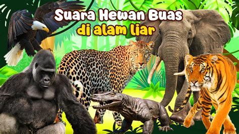 Kumpulan Nama Binatang Dan Suara Hewan Buas Yang Dikenal Komodo Macan