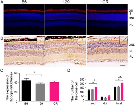 Expressions Of Rhodopsin And M Opsin In C57BL 6 129 1 Svj And ICR