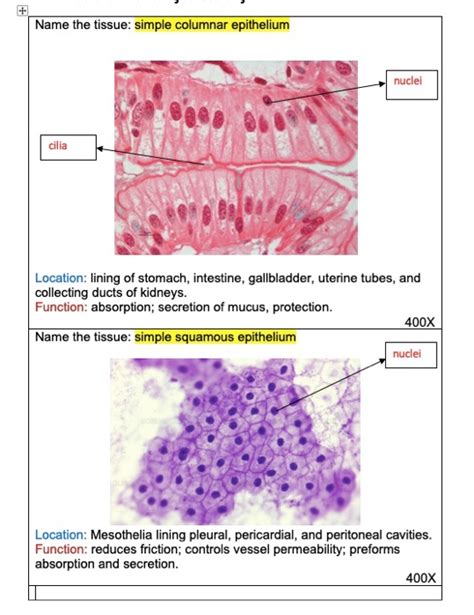 Simple Columnar Epithelial Tissue