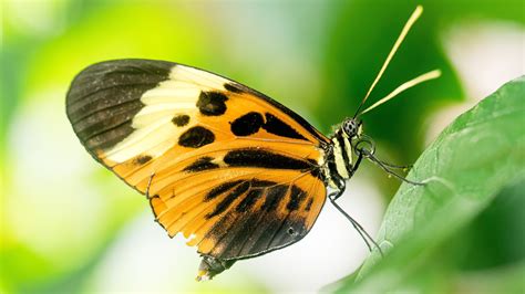 Yellow Black Dots Design Butterfly On Green Leaf In Blur Background 4k