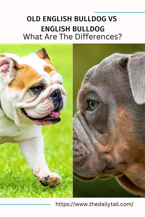 Old English Bulldog Vs English Bulldog - What Are The Differences ...