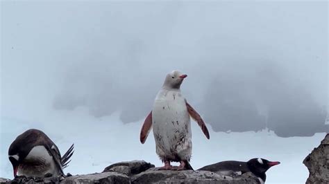 Rare all-white penguin filmed in Antarctica