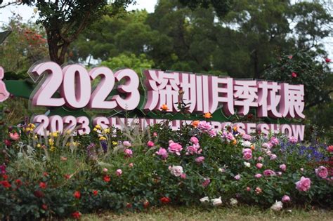 In pics: Beauty of roses attracts visitors to 2023 Shenzhen Rose Show ...