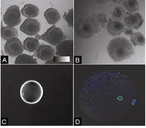 N Vitro Maturation Of Sheep Oocytes And Visualization Of Metaphase Ii