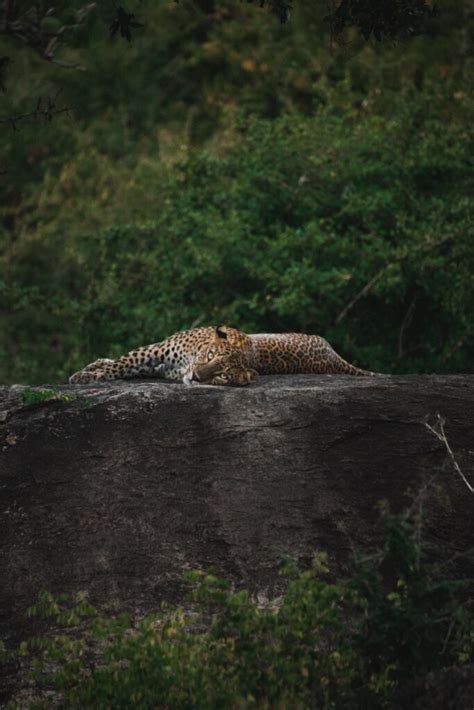 Ga Op Safari In Sri Lanka Dit Zijn De Beste Plekken Reispackers