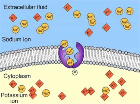 IMPORTANZA DELL EQUILIBRIO SODIO POTASSIO