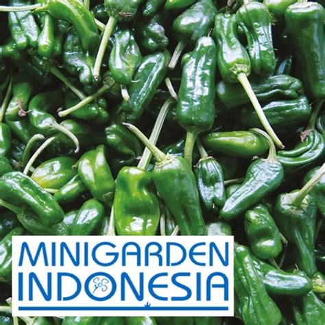 Jual Benih Cabai Rawit Hijau PEPPER HOT PADRON BIJI Bibit Sayur Cabai Cabe Import F