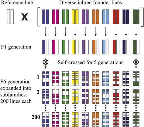 Nested Association Mapping Maize Lines The Inbred Reference Maize Line