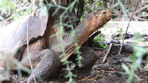 Por Qu Las Tortugas Viven Tanto La Ciencia Revela Que No Envejecen