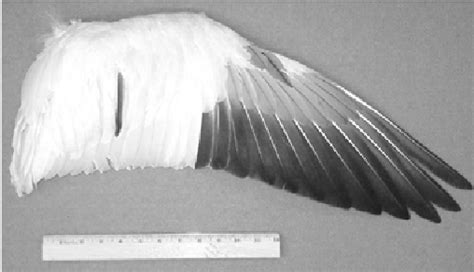 Figure 1 From Numerical Simulation And Aerodynamic Performance