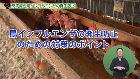 【いわて！わんこ広報室】 第33回「高病原性鳥インフルエンザの発生防止 ～養鶏産業とお家の鳥を守るために～」 Youtube