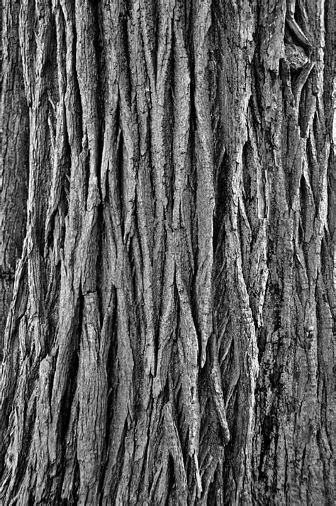 Tree Bark Pattern Rough Free Photo On Pixabay Écorce D Arbre Fond Décran Sombre Arbre