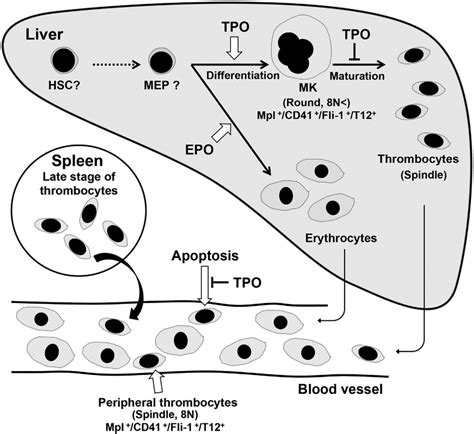 Schematic model of thrombopoiesis in X. laevis. Thrombocyte progenitors ...