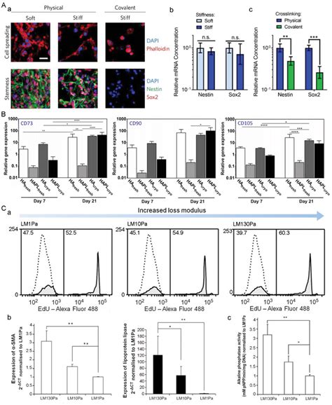 Viscoelastic cell microenvironment regulates maintenance of stemness ... 