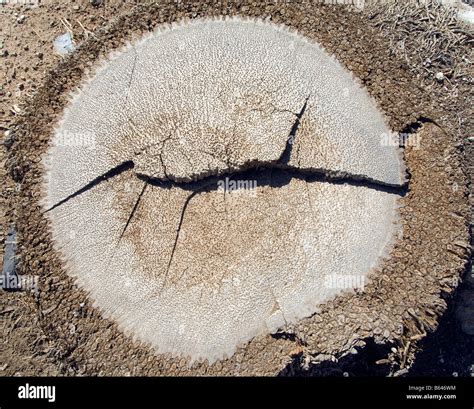 Stump Of A Palm Tree Stock Photo Alamy