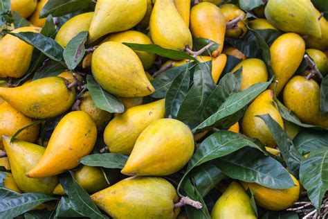 Lucuma The Next Delicious Superfood From Peru