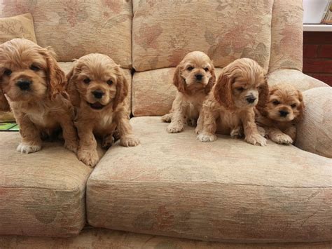 american cocker spaniel puppies rescue pictures information temperament characteristics