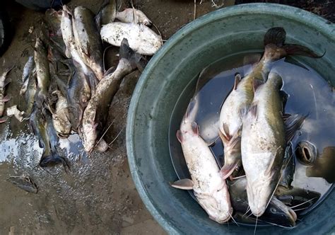 Ikan Mati Massal Di Sungai Surabaya Darurat Pencemaran