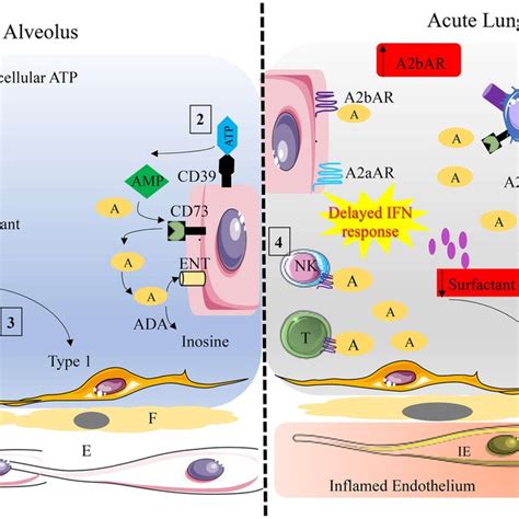 Purinergic Signaling And Regulation Of Inflammation During Acute Lung