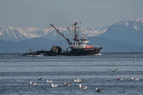 Herring Fishing Boats | Focal World