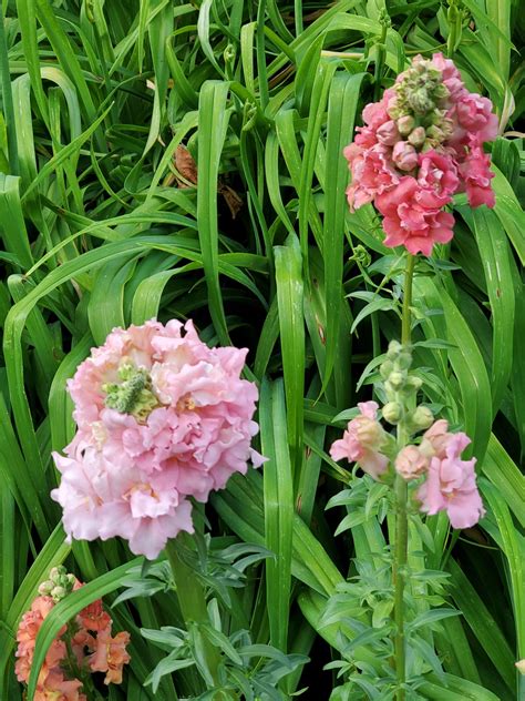 Follow The Yellow Brick Home - Beautiful Madame Butterfly Snapdragons
