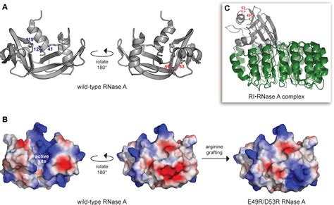 Figure 1 From Increasing The Potency Of A Cytotoxin With An Arginine