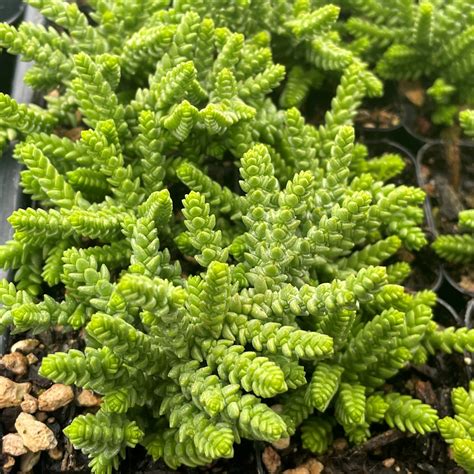 Crassula Muscosa Princess Pine Succulent 2 Pot Little Prince To Go