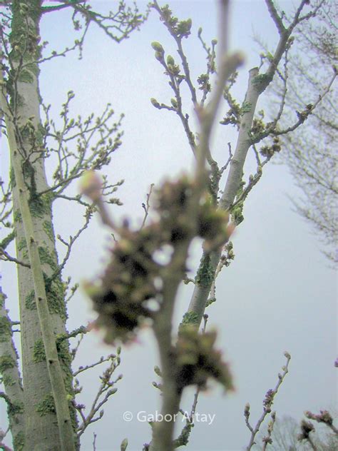 Ulmus Columella Plantentuin Esveld