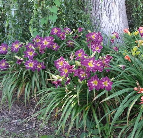 Photo Of The Entire Plant Of Daylily Hemerocallis Indian Giver