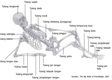 Nama Nama Tulang Manusia