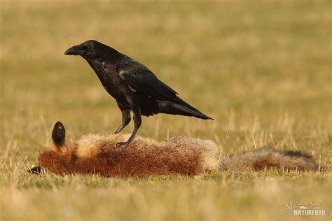 Common Raven Photos, Common Raven Images, Nature Wildlife Pictures ...