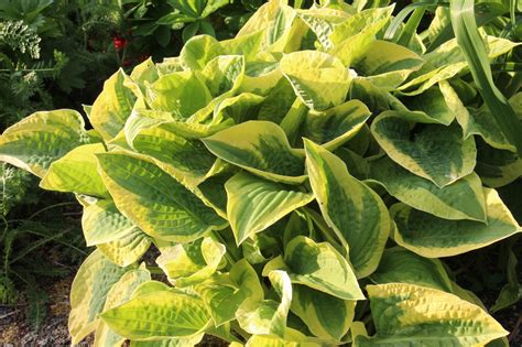 Hosta 'Wide Brim' (v) – Ballyrobert Gardens