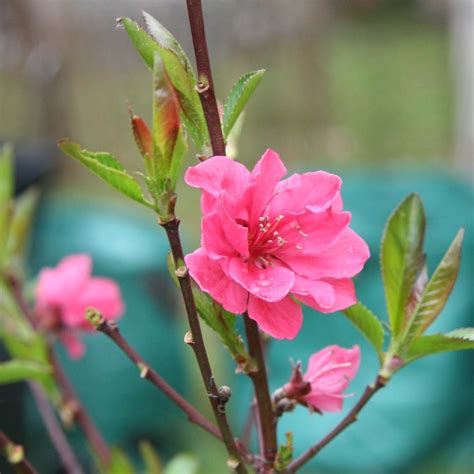 Prunus Persica Taoflora Pink Mintao P Cher Gracieux Fleurs Roses