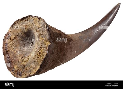 Rhinoceros Cut Horn Cut Out Stock Images And Pictures Alamy