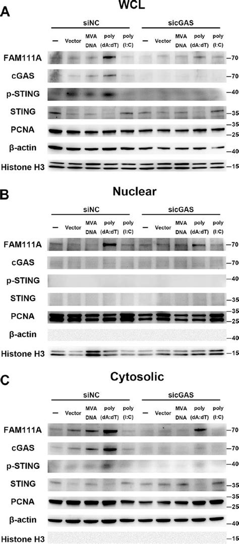 P Sting Cell Signaling Technology Inc Bioz