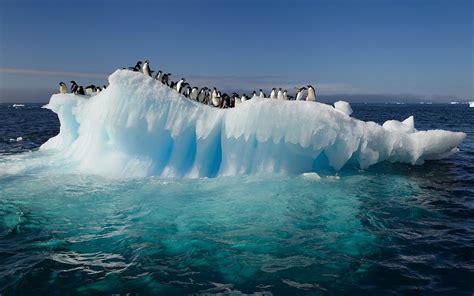 Wallpaper with penguins on a ice floe | HD Animals Wallpapers