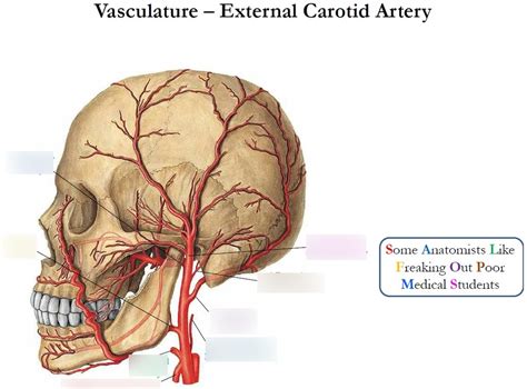 External Carotid Artery Vasculature Diagram Quizlet