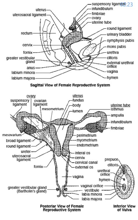 Female Anatomy Diagram External