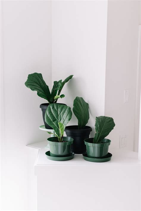 How to Grow Your Own Fig Tree: Part Two — 204 PARK